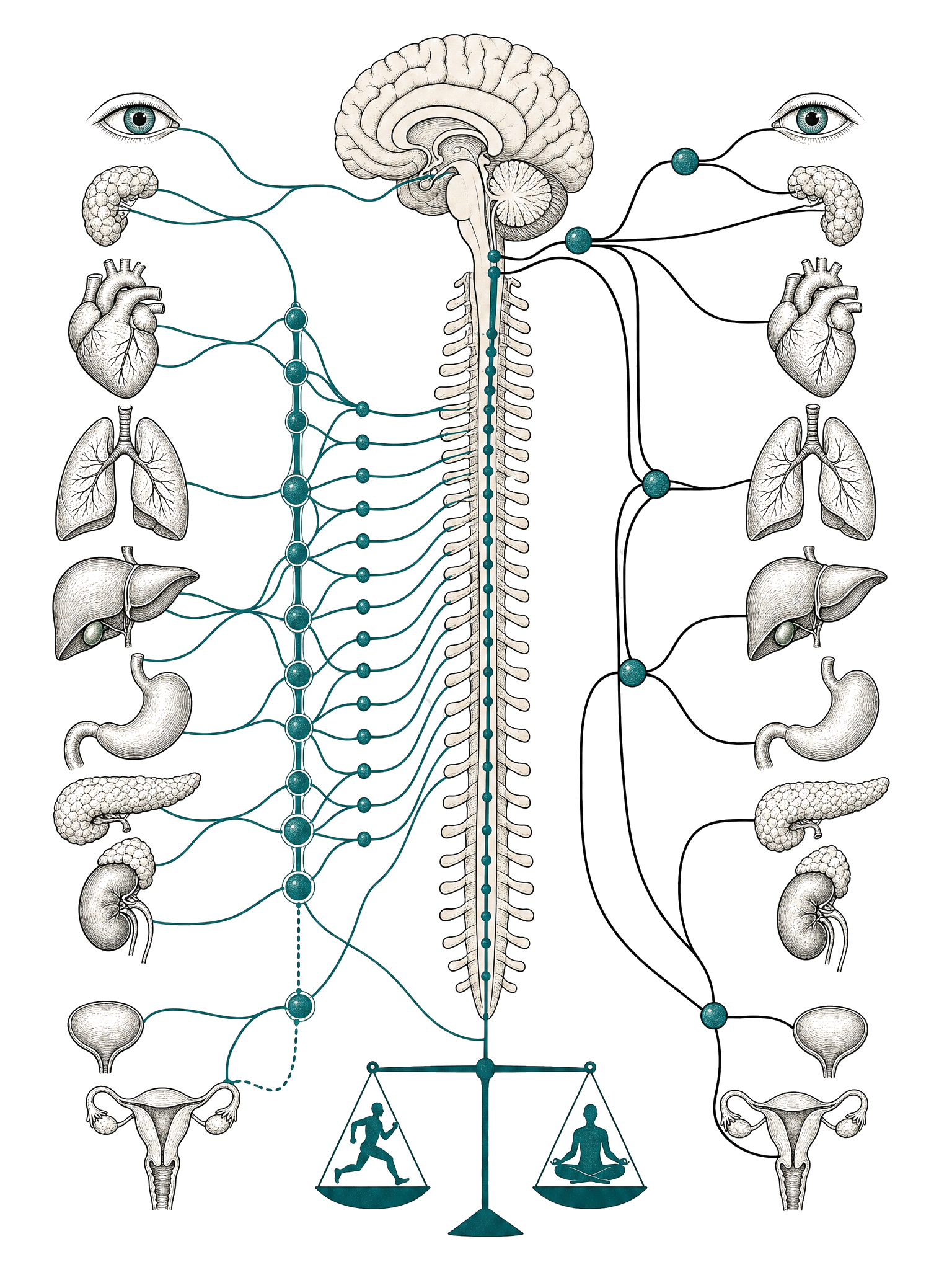 The autonomic nervous system that governs tension and release