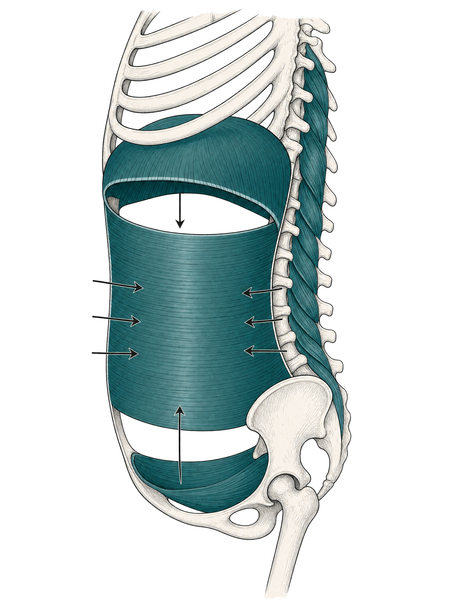 The deep core canister: diaphragm, pelvic floor, and deep abdominals