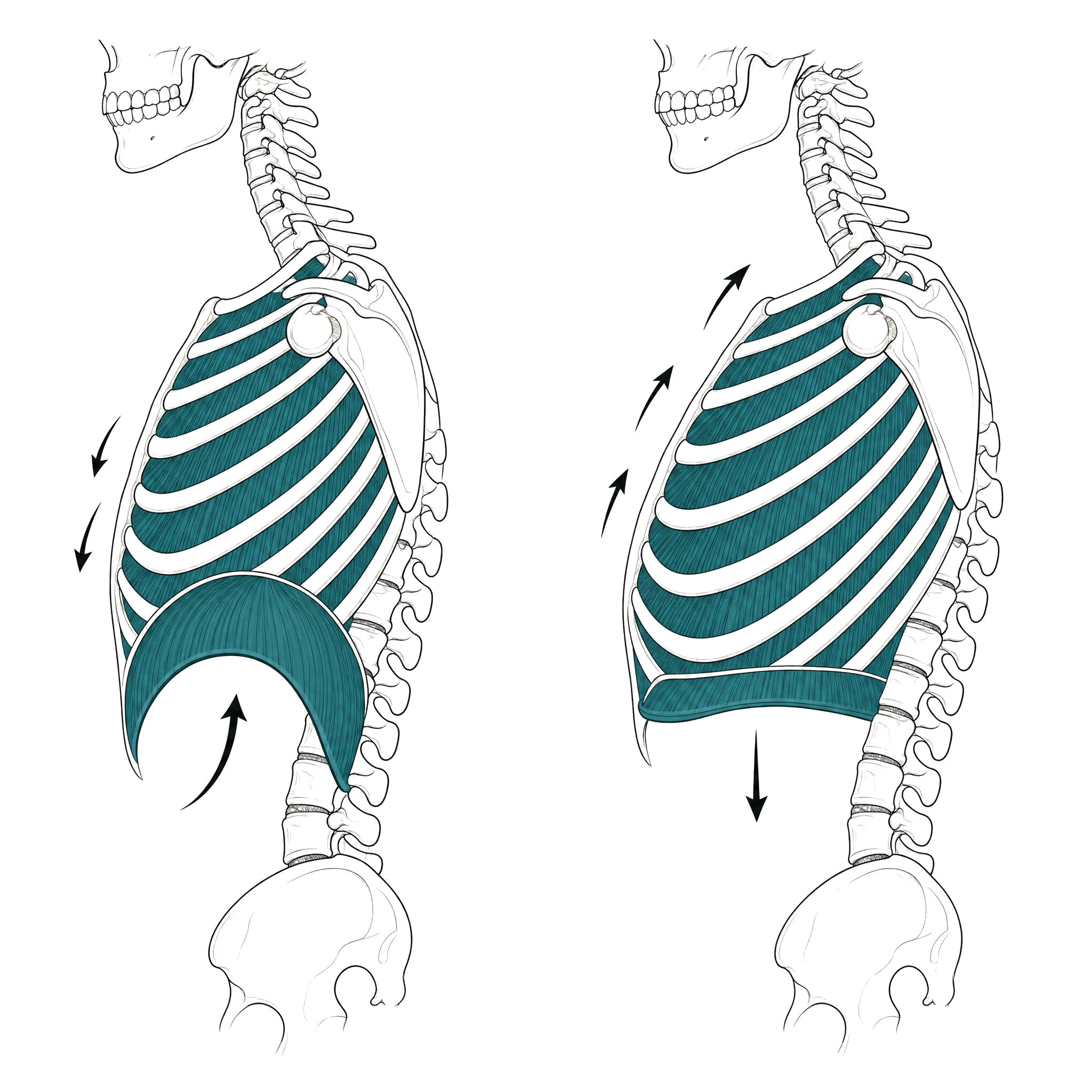 Diaphragm breathing mechanics that drive the deep core