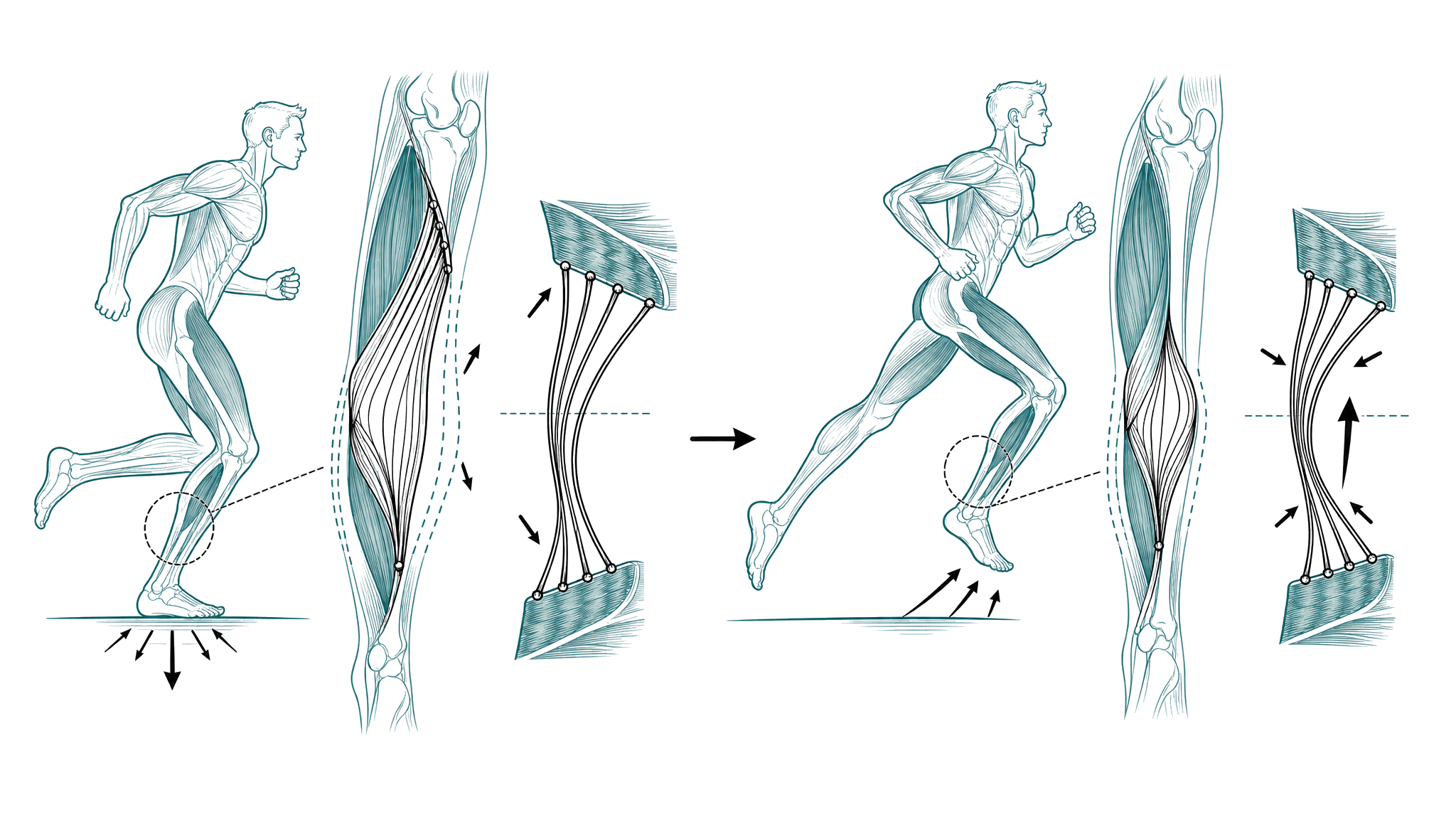 The elastic recoil catapult mechanism of healthy fascia