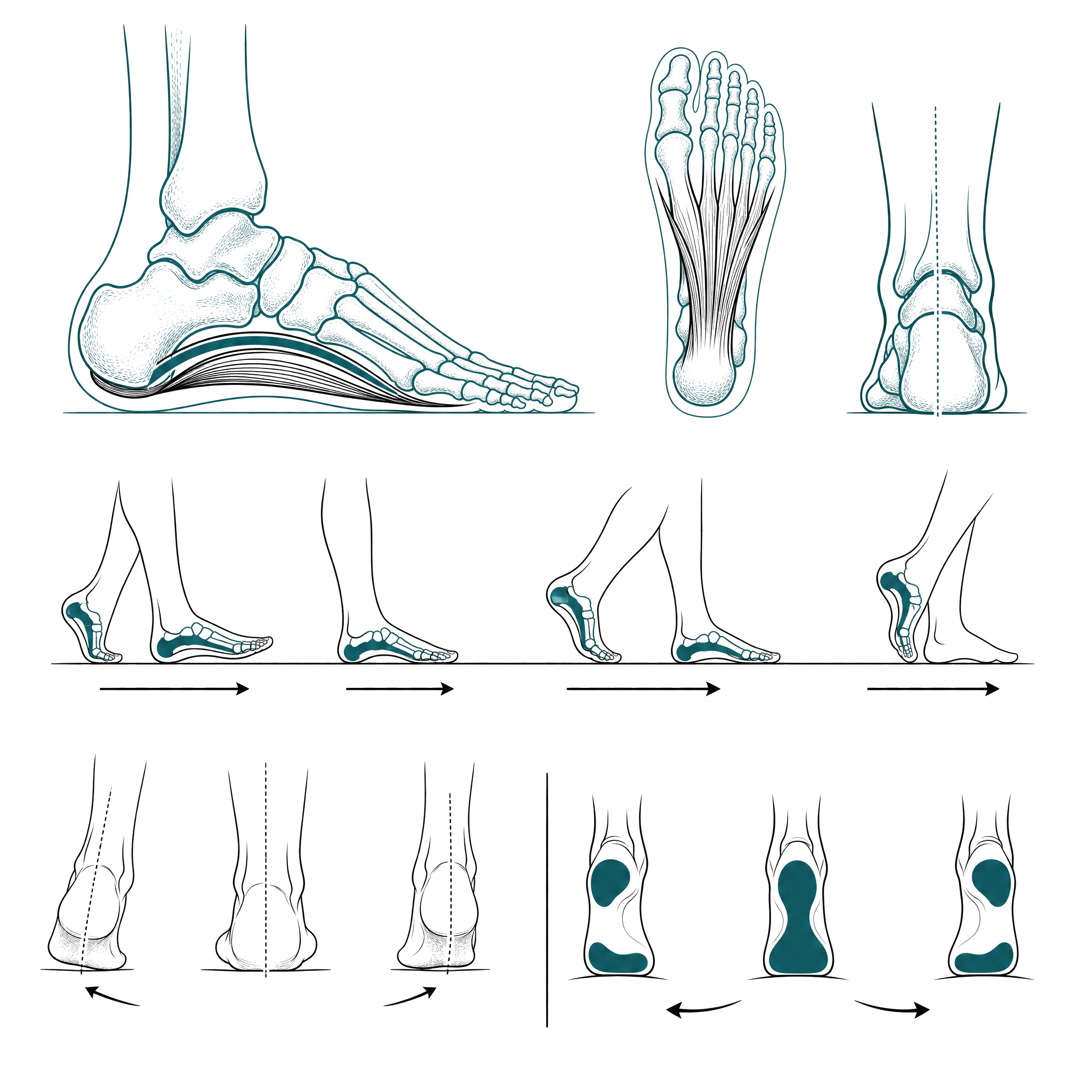 Foot, arch, and gait mechanics that anchor balance