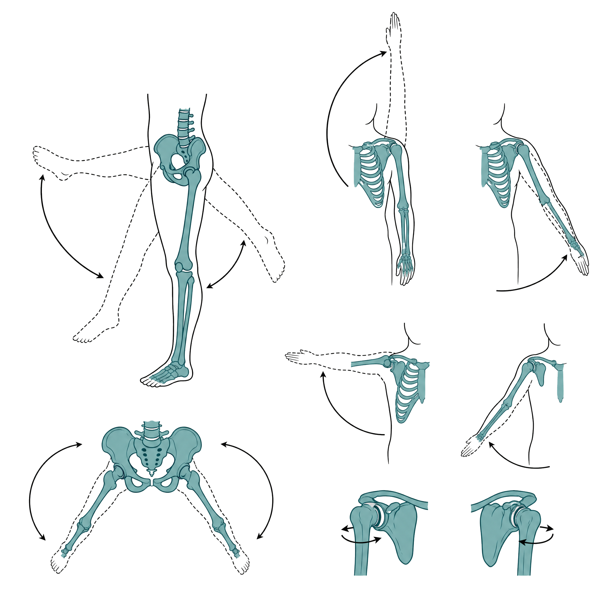 Hip and shoulder mobility arcs trained to keep range with age