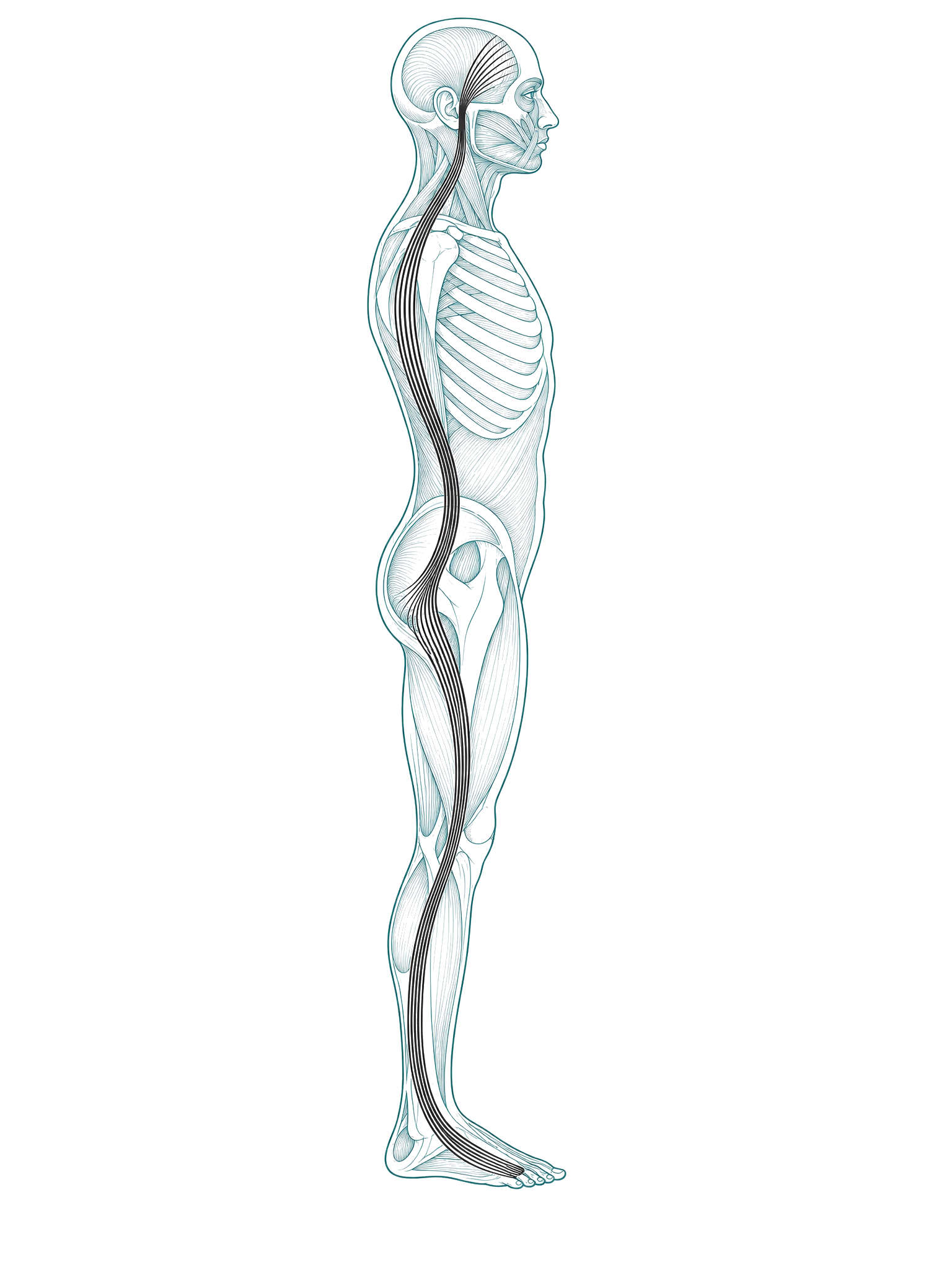 A myofascial line carrying the clues from cause to symptom